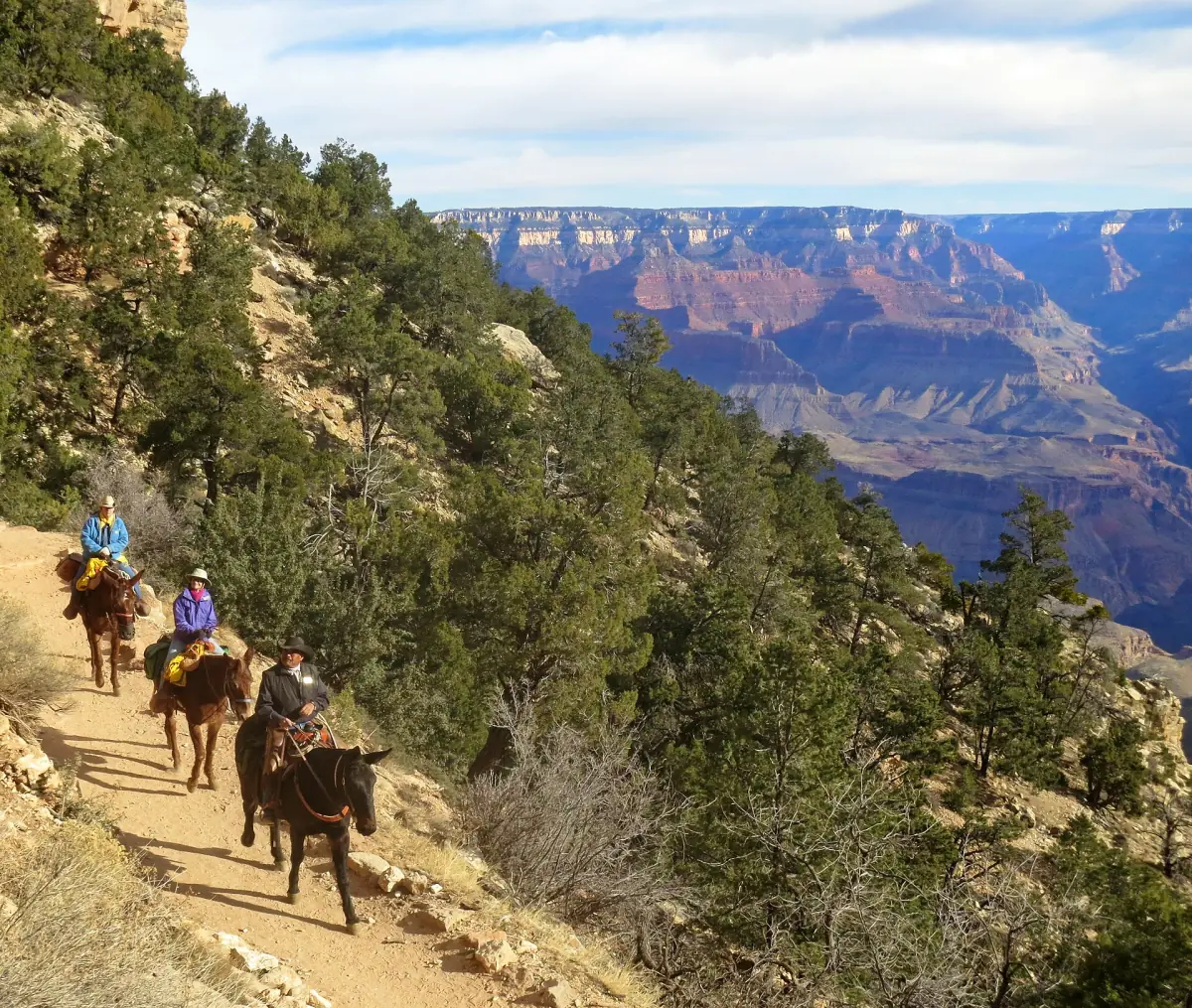 A guided mule trip starting into the canyon