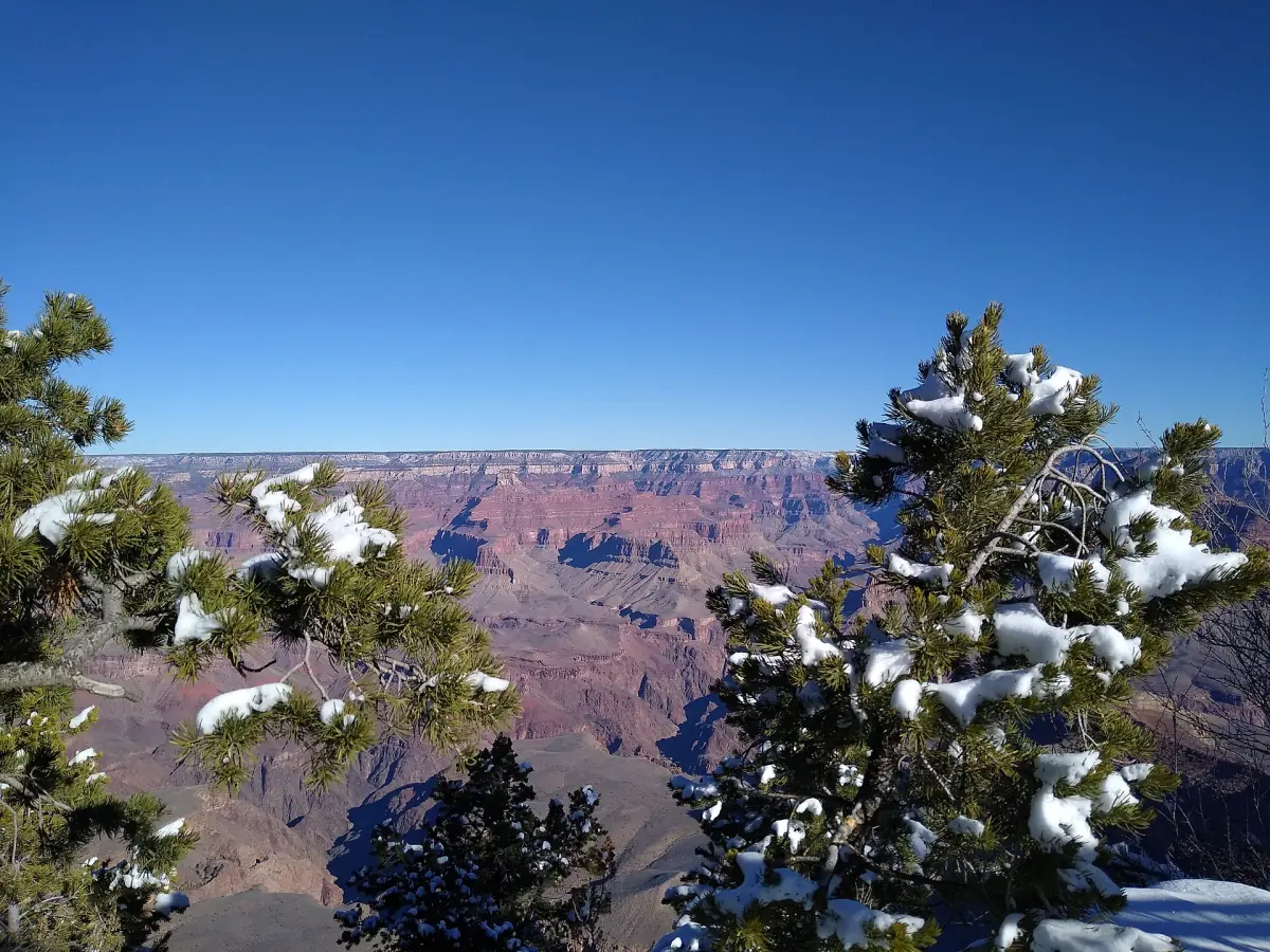 Snow on the pines at the canyon rim
