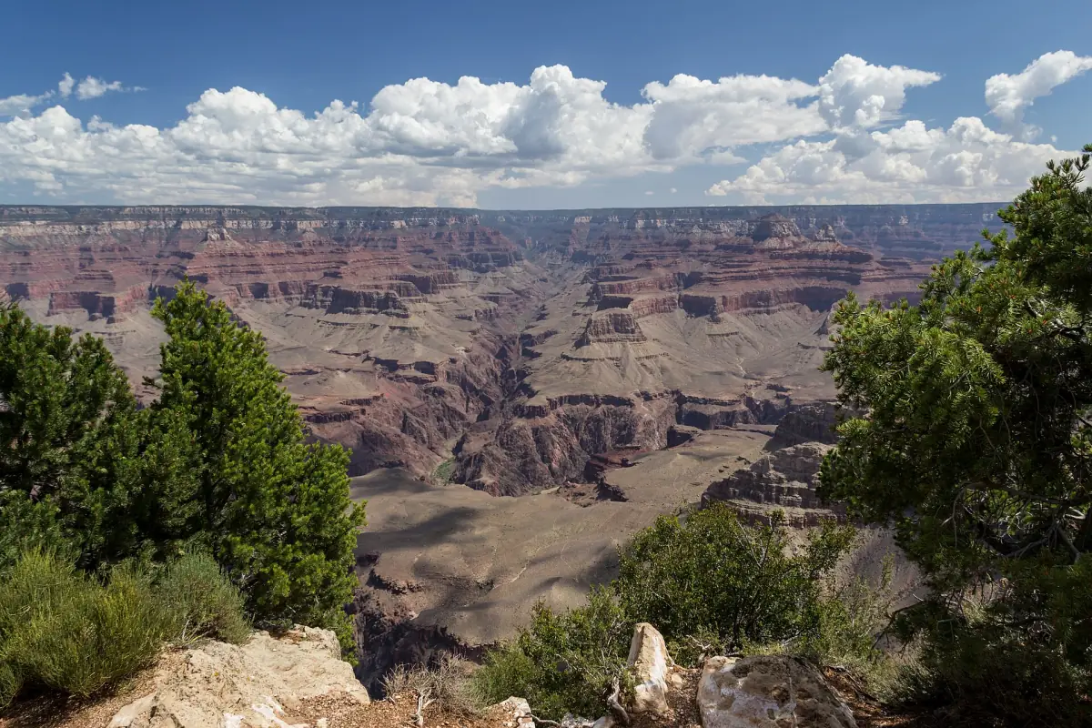The canyon framed by pines on the South Rim